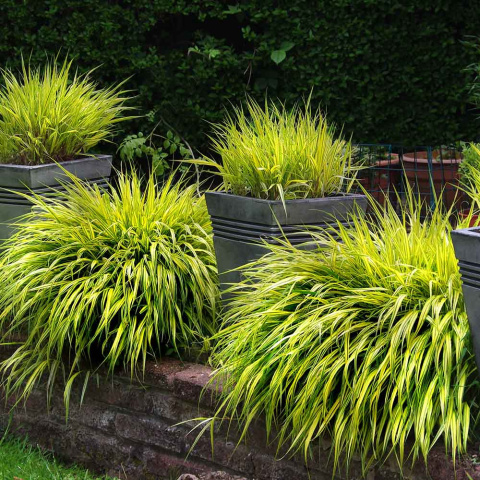 Hakonechloa smukła 'Stripe it Rich' P11(1L)