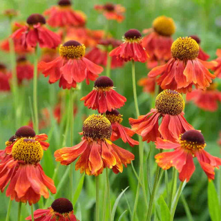 Helenium 'Ranchera' 2L