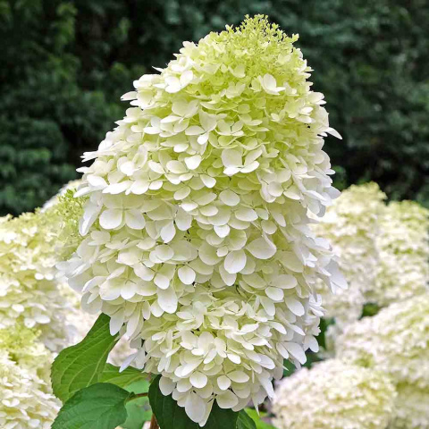 Rispenhortensie 'Hercules' 3L