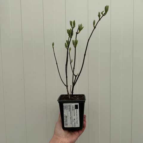 Hortensja bukietowa 'Magical Andes' PBR P9(0,5L) Hortensja bukietowa 'Magical Andes' PBR P9(0,5L)