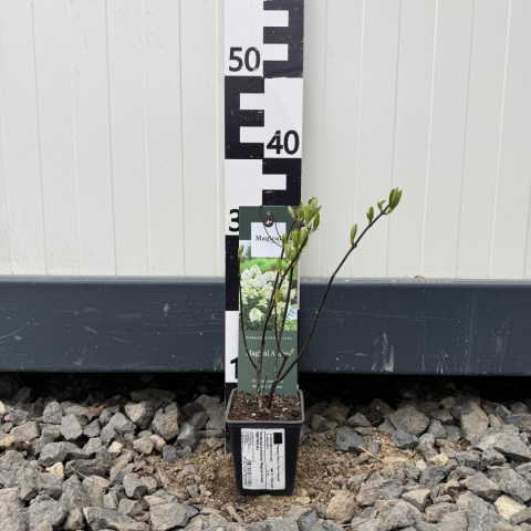 Hortensja bukietowa 'Magical Andes' PBR P9(0,5L) Hortensja bukietowa 'Magical Andes' PBR P9(0,5L)