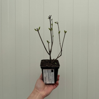 Hortensja bukietowa 'Magical Fire' P9(0,5L)