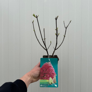 Bouquet hydrangea 'Petite Flori' PBR P9(0,5L)