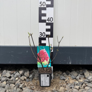 Bouquet hydrangea 'Petite Flori' PBR P9(0,5L)