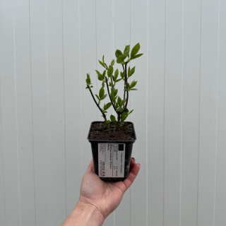 Hortensja bukietowa 'Phantom' P9(0,5L)