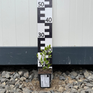 Hortensja bukietowa 'Phantom' P9(0,5L)