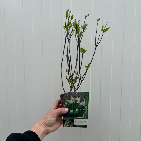 Hortensja bukietowa 'Polar Bear' P9(0,5L) Hortensja bukietowa 'Polar Bear' P9(0,5L)