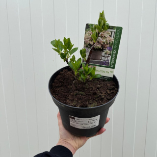 Rispenortensie 'Polestar' 3L