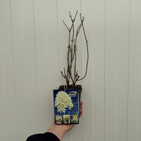 Hortensja bukietowa 'Skyfall' PBR P9(0,5L) Hortensja bukietowa 'Skyfall' PBR P9(0,5L)