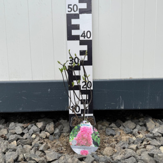 Rispenhortensie 'Sundae Fraise' P9(0,5L)