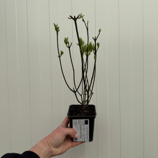 Rispenhortensie 'Vanille Fraise' P9(0,5L)