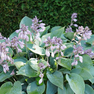 Hosta 'Elegans' 2L