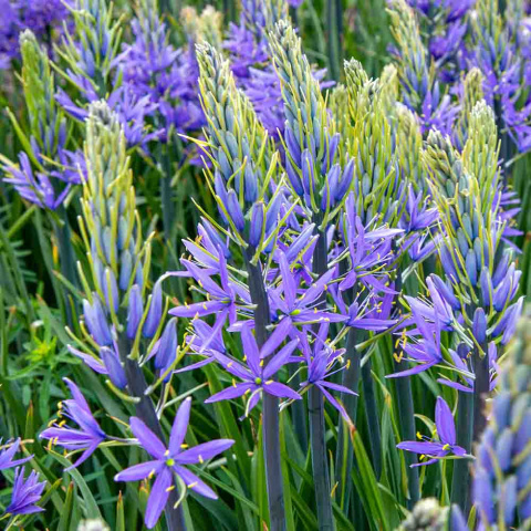 Kamasja niebieska 1L(P11)