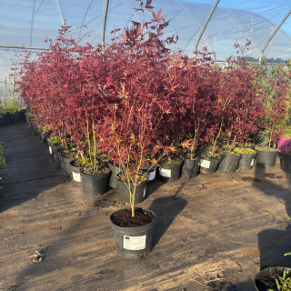 Klon palmowy 'Atropurpureum' 3L