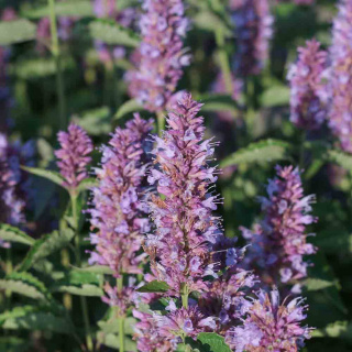 Agastache 'Beelicious Purple' 2L