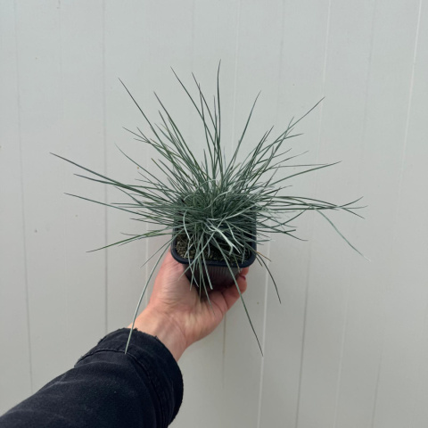 Kostrzewa sina 'Elijah Blue' P7(0,3L)