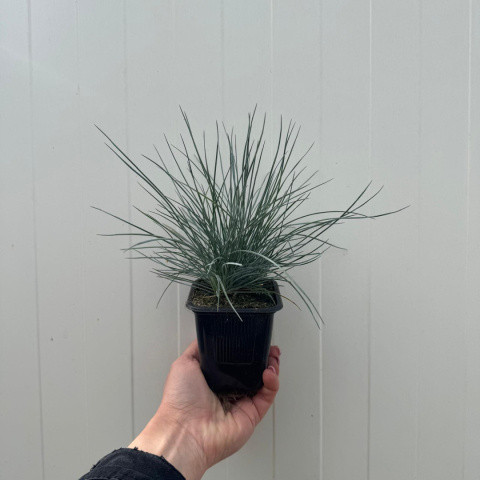 Kostrzewa sina 'Elijah Blue' P7(0,3L)