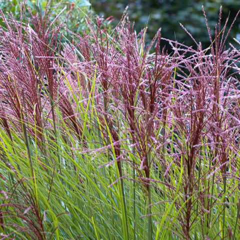 Chinesischer Miscanthus 'Gracillimus' 2L