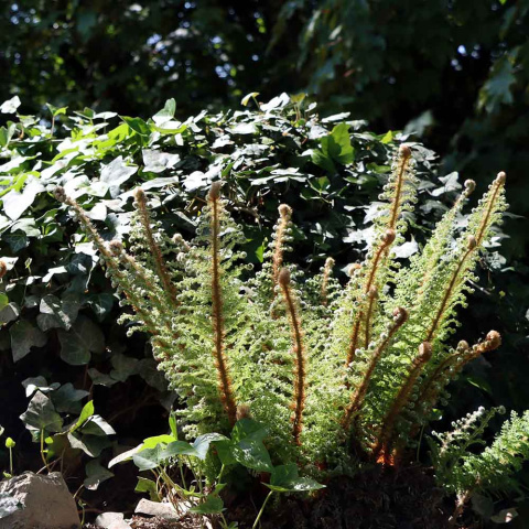 Bristle-toothed fern 'Plumosum-Densum' 1,5L