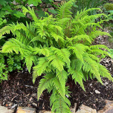 Bristle-toothed fern 'Plumosum-Densum' 1,5L