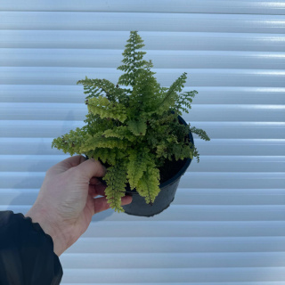 Bristle-toothed fern 'Plumosum-Densum' 1,5L