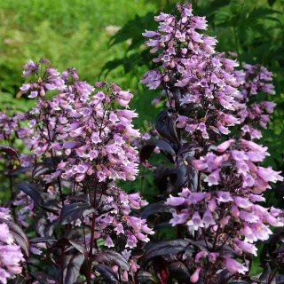 Penstemon "Dark Tower' 2L