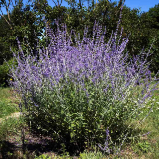 Perovskia łobodolistna 'Blue Spire' 2L