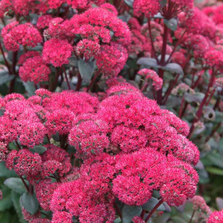 Rozchodnik okazały 'Mr. Goodbud' 2L