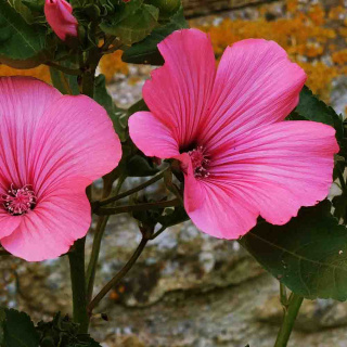 Ślazówka 'Rosea' P9(0,5L)