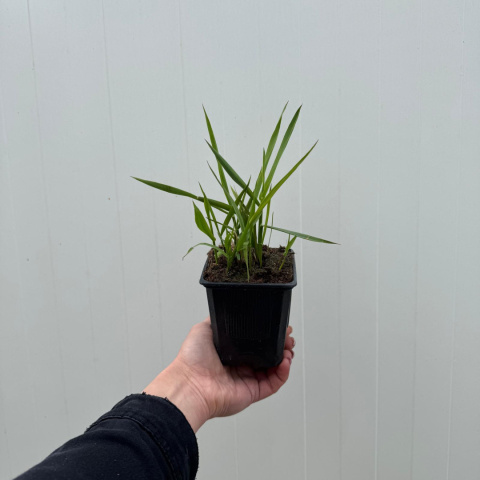 Śmiałek darniowy 'Pixie Fountain' P9(0,5L)