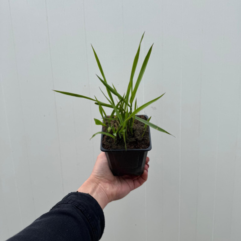 Śmiałek darniowy 'Pixie Fountain' P9(0,5L)