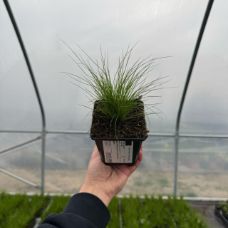 Stipa Pony Tails 0,5L (P9) (Koński Ogon)