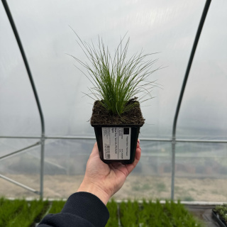 Stipa Pony Tails 0,5L (P9) (Koński Ogon)