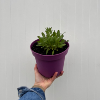 Szałwia omszona ‘Medium White’ 3L