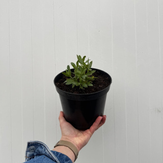 Szałwia omszona 'Ostfriesland' 2L