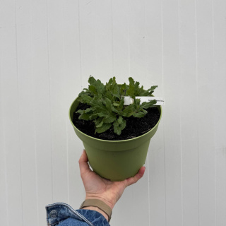 Szałwia omszona 'Violet Queen' 3L