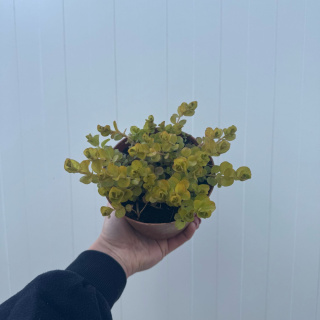 Tojeść rozesłana 'Aurea' 1L