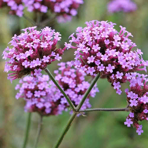 Werbena patagońska 'Bonnie Blue' 1L