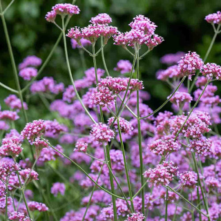 Werbena patagońska 'Lillipop' 2L