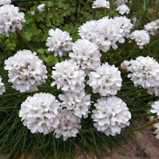 Broad-leaved haul 'Ballerina White' 1L