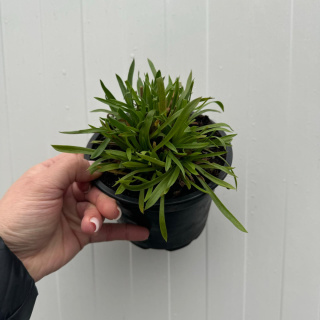 Broad-leaved haul 'Ballerina White' 1L