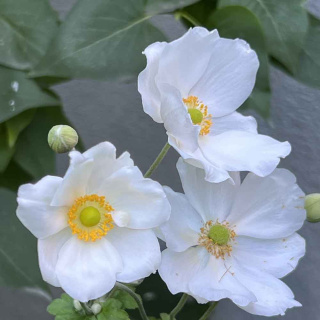 Zawilec japoński 'Honorine Jobert' 1,5L