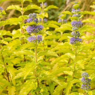 Barbula klandońska ' Lisaura' Hint of Gold 2L