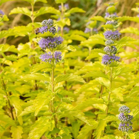 Barbula klandońska ' Lisaura' Hint of Gold 2L