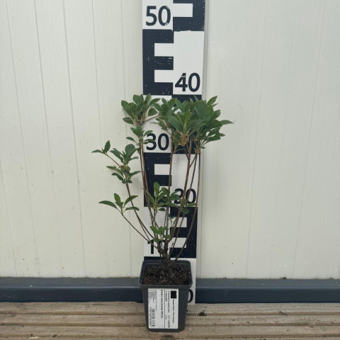 Enkiant dzwonkowaty P9(0,5L)