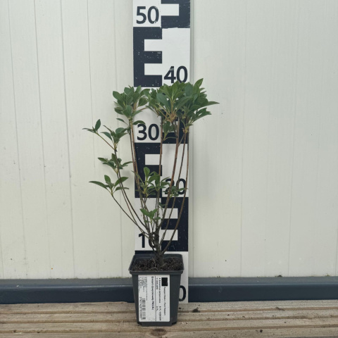 Enkiant dzwonkowaty P9(0,5L)