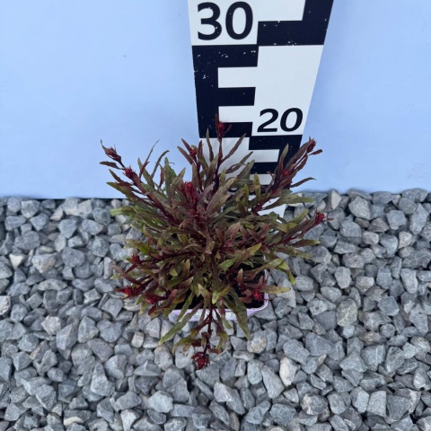 Gaura Lindheimera Baby Butterfly 'Dark Pink' P11(1L)