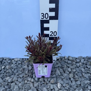 Gaura Lindheimera Baby Butterfly 'Dark Pink' P11(1L)