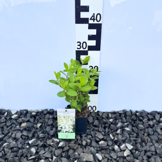Hortensja bukietowa 'Baby Lace' PBR P9(0,5L)