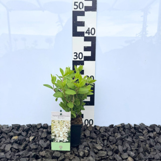 Hortensja bukietowa 'Baby Lace' PBR P9(0,5L)